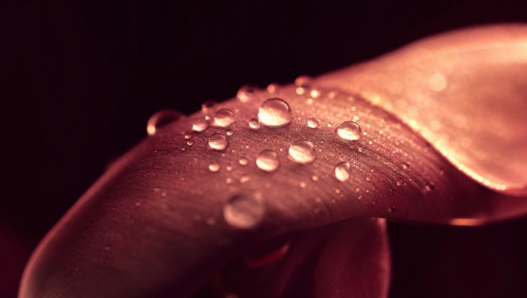 A dew-covered petal catching warm light